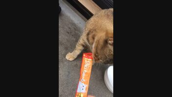 ちゅ〜るを召し上がって貰う動画