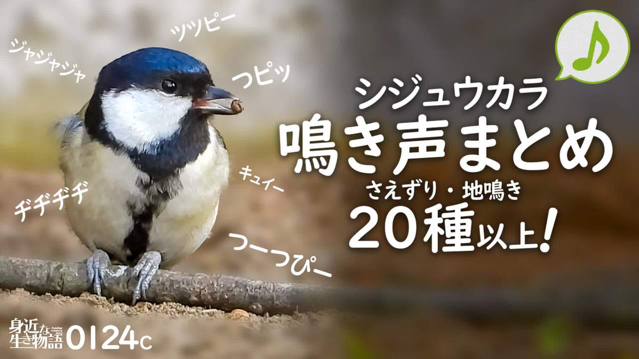 0124c シジュウカラの鳴き声 色々な声まとめ さえずり 地鳴き 鳥語 猛禽類トビ ヒヨドリとオナガの鳴き声 キジバトやスズメ ムクドリの水浴び シジュウカラ 鳥の鳴き声 身近な生き物語 22 2 1 火 23 50開始 ニコニコ生放送