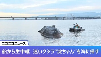 【ニコニコニュース実況】船から生中継・淀川の迷いクジラ“淀ちゃん”を海に沈める