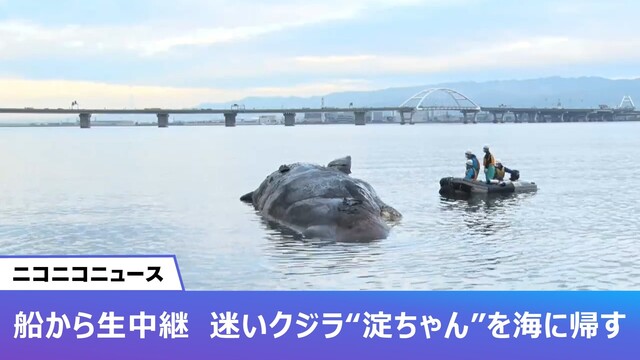 【ニコニコニュース実況】船から生中継・淀川の迷いクジラ“淀ちゃん”を海...