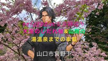 【Voicepeak安芸路巡り】車載・県道293号　廿日市天然記念物 「大虫のしだれ桜」〜広島市佐伯区湯来町多田 湯来ロッジまで