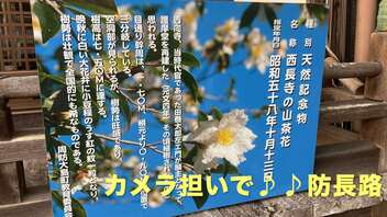 Voicepeak カメラ担いで♪♪ １分弱で巡る 防長路８ 〜 日見　西長寺の白い山茶花」　大島郡周防大島町日見